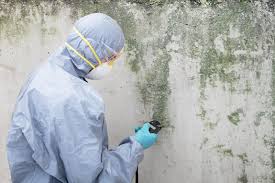 Best Mold Odor Removal Services in USA